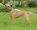 Border Terrier